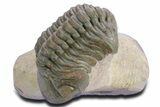 Detailed Reedops Trilobite - Atchana, Morocco #359177-3